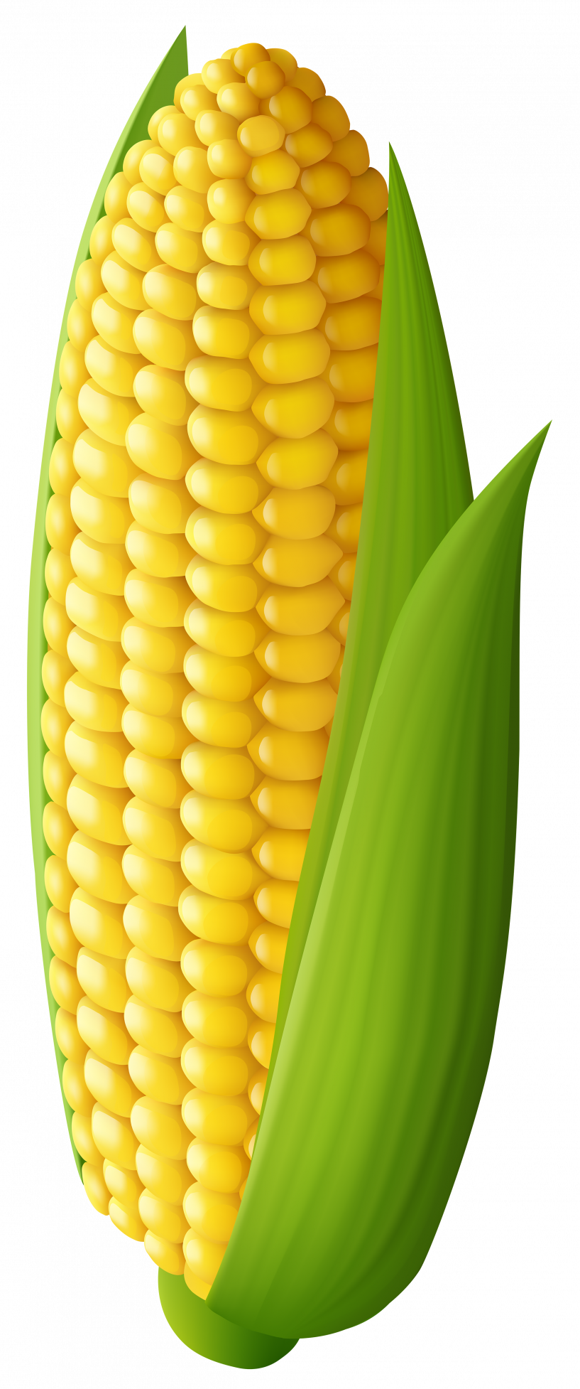 Corn On The Cob Clipart - Png Download (817x1954), Png Download