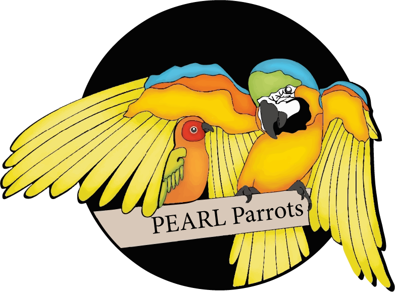 Pearl Parrot Clipart (782x578), Png Download