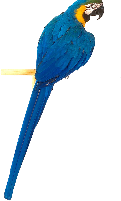 Parrot Clipart Blue And Yellow - Yellow Blue Parrot Png Transparent Png (551x914), Png Download
