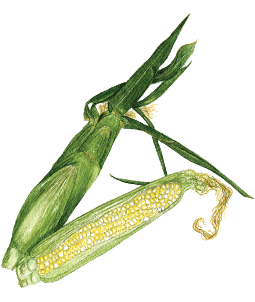 Bicolor Sweet Corn Clipart (525x623), Png Download
