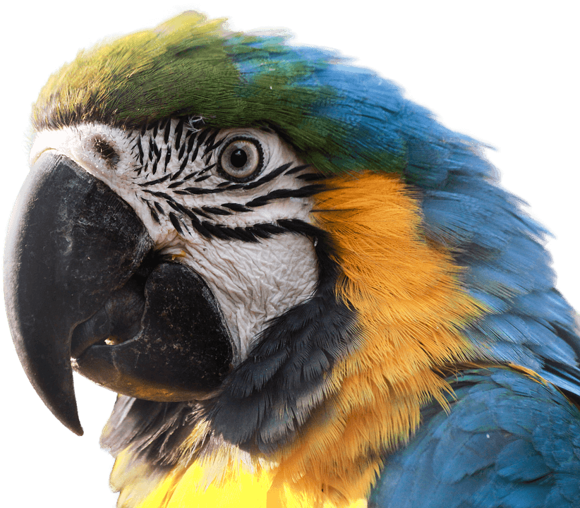 De Papagaio Arara Azul Clipart (822x720), Png Download