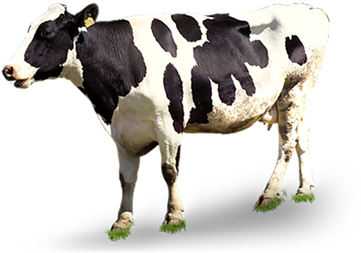 Cow Bulk Png Images - Dairy Cow Cow Png Clipart (783x470), Png Download