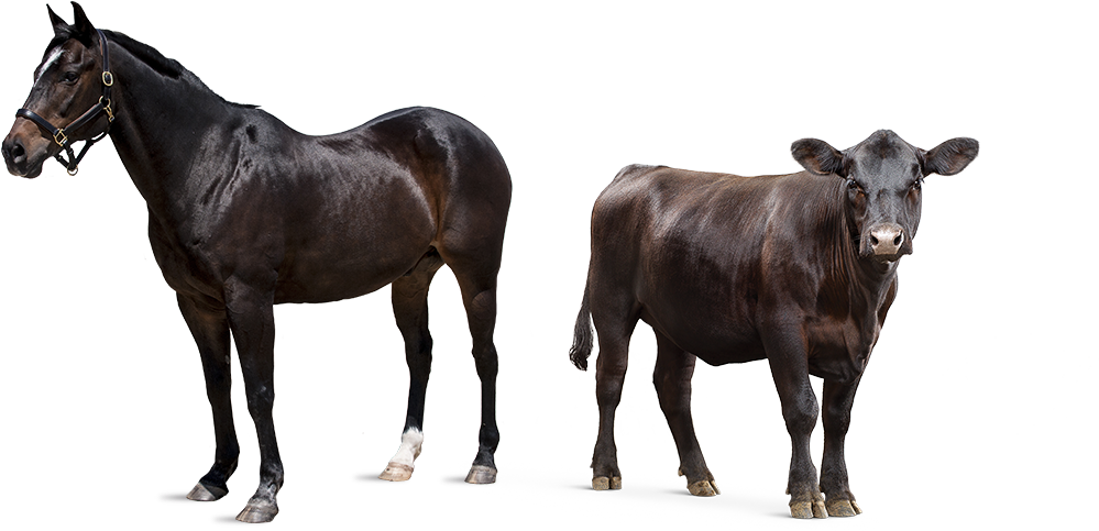 Horse And Cow - Stallion Clipart (999x483), Png Download