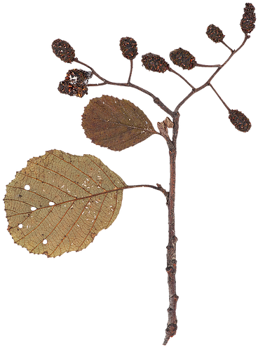 Dry Leaf - Hazel Alder Clipart (536x673), Png Download