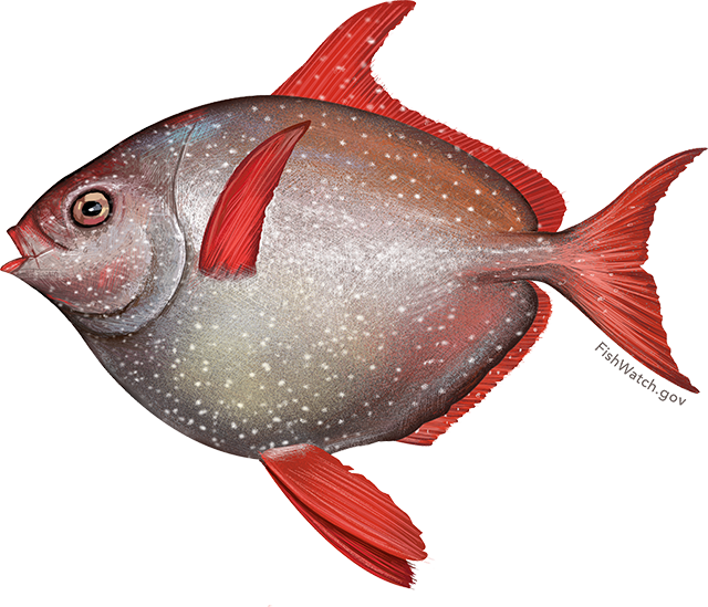 Fishwatch Image Black And White Library - Coral Reef Fish Clipart (640x549), Png Download