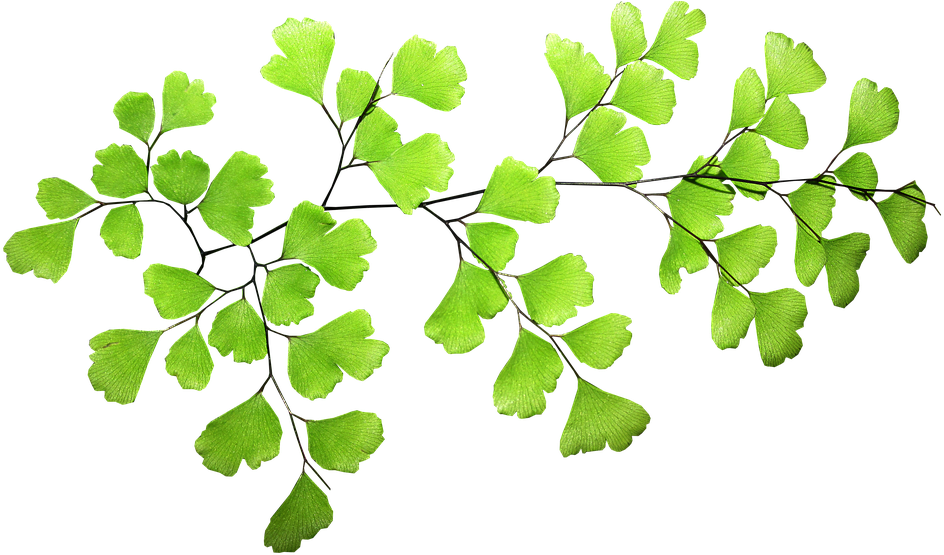 Free Photo Leaf Plant Fern - Hair Fern Transparent Clipart (960x558), Png Download
