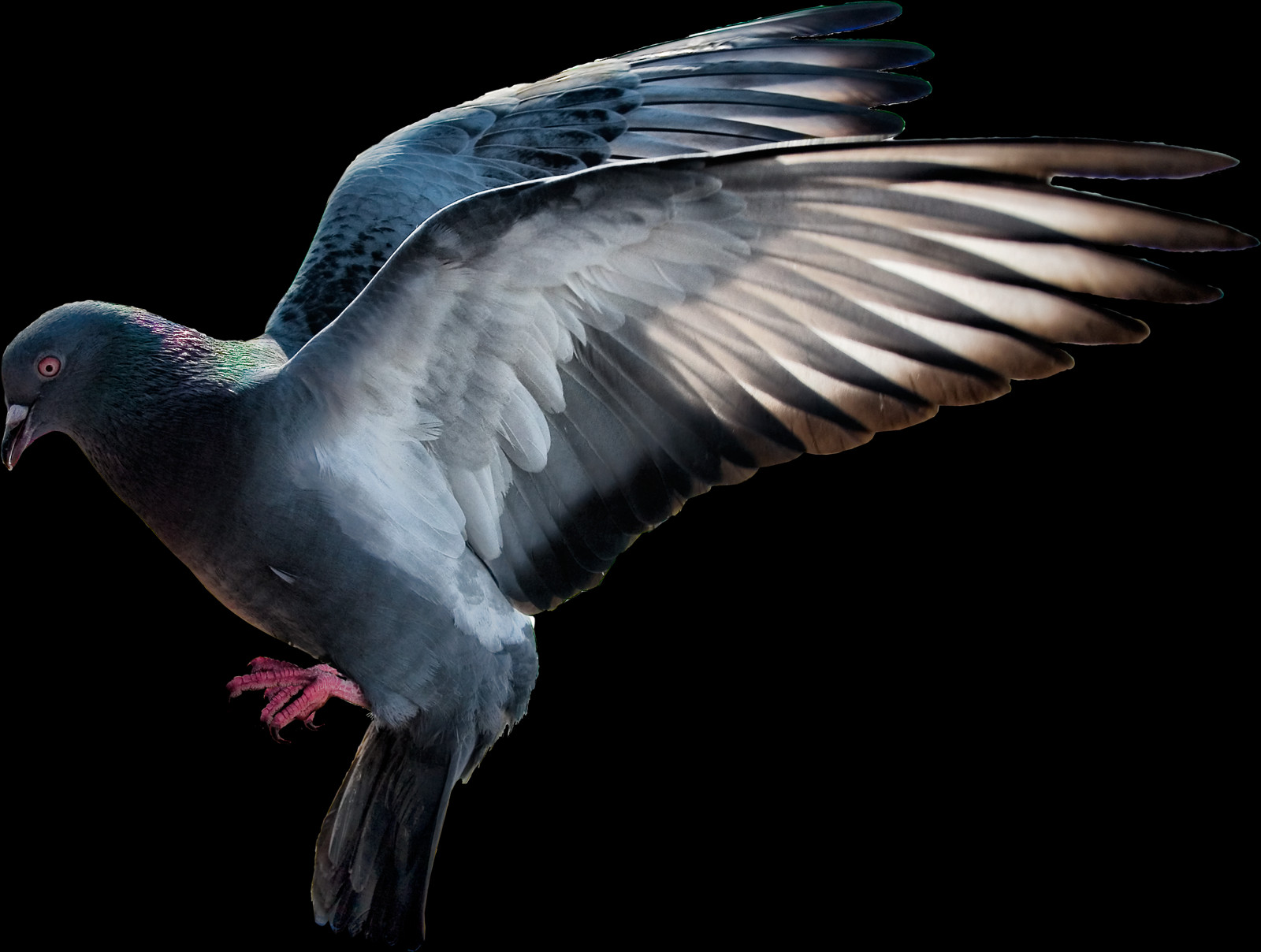 Flying Pigeon Png Clipart (1600x1208), Png Download