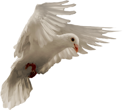 Pigeon Png - European Herring Gull Clipart (1398x1600), Png Download