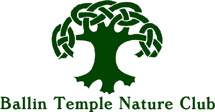 Live - Draw Celtic Tree Of Life Clipart (763x407), Png Download