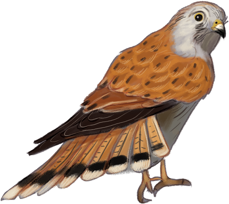 Nankeen-kestrel - Hawk Clipart (1000x963), Png Download