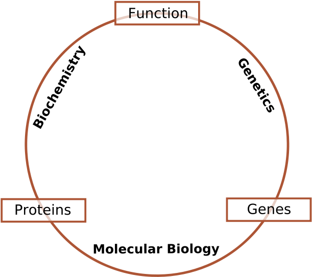 Molecular Biology Is The Branch Of Biology That Deals - Molecular Biology Clipart (621x600), Png Download