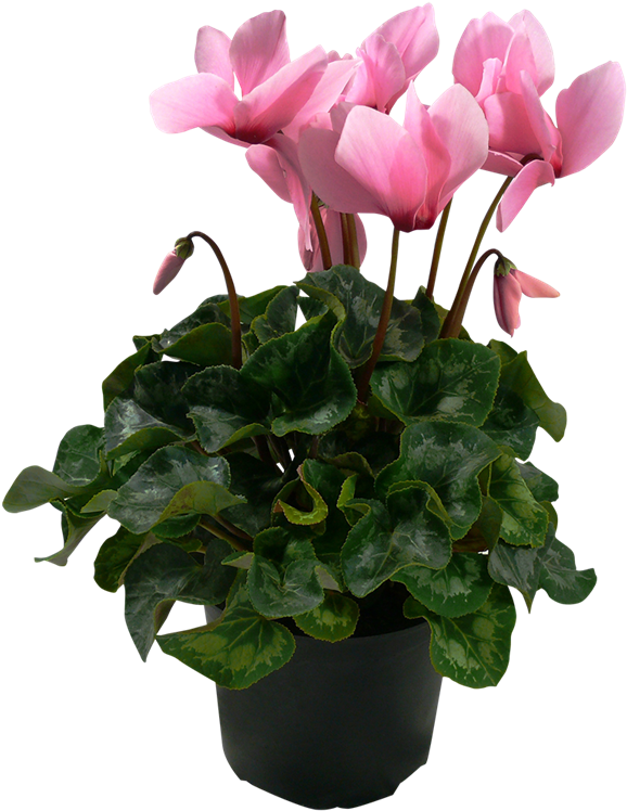 150mm Cyclamen - Cyclamen - Indoor Flowering Plants Nz Clipart (800x800), Png Download