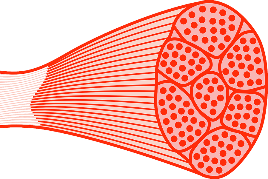 Spastic Paralysis Spinal Cord Injury - Skeletal Muscle Png Clipart (898x600), Png Download