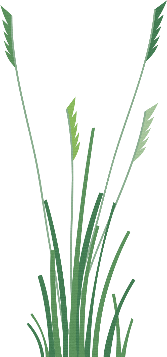 Vector Trees & Exterior Plants - Sweet Grass Clipart (1181x1772), Png Download