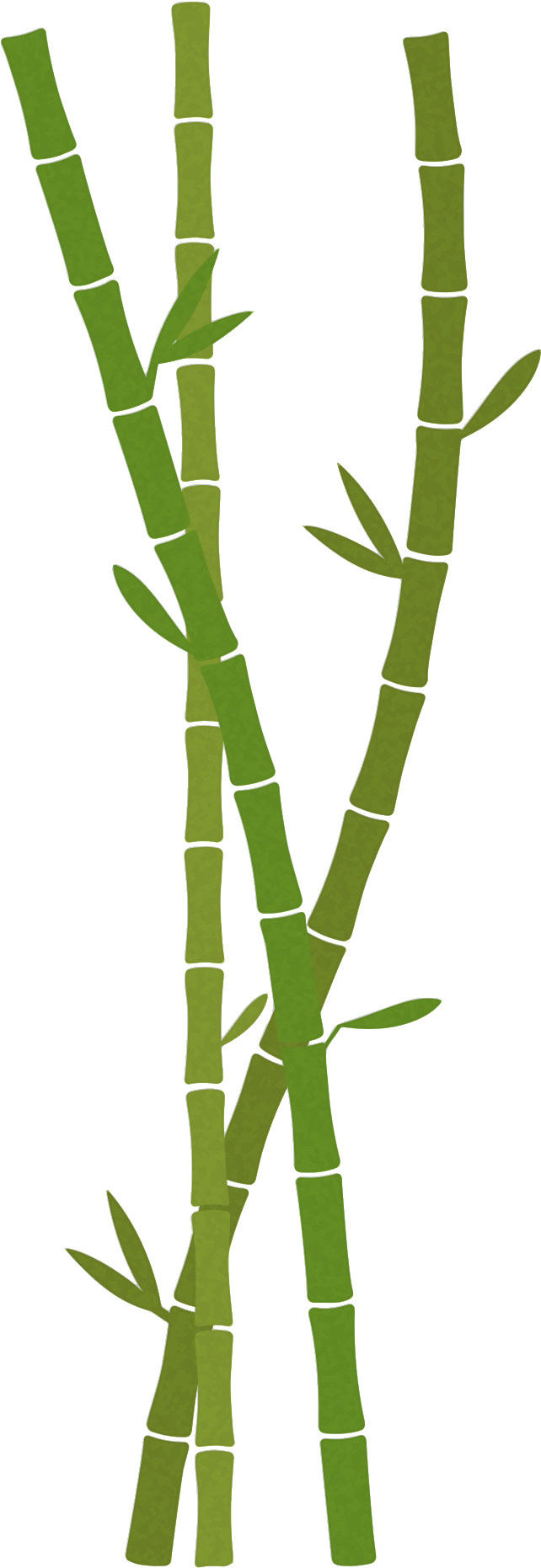 Vector Trees & Exterior Plants - Bamboo Clipart (1181x2362), Png Download