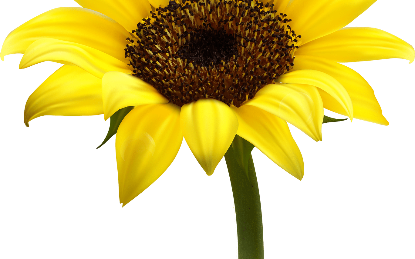 Sunflower Transparent Png Image Web Icons Png - Transparent Background Sunflower Png Clipart (1368x855), Png Download