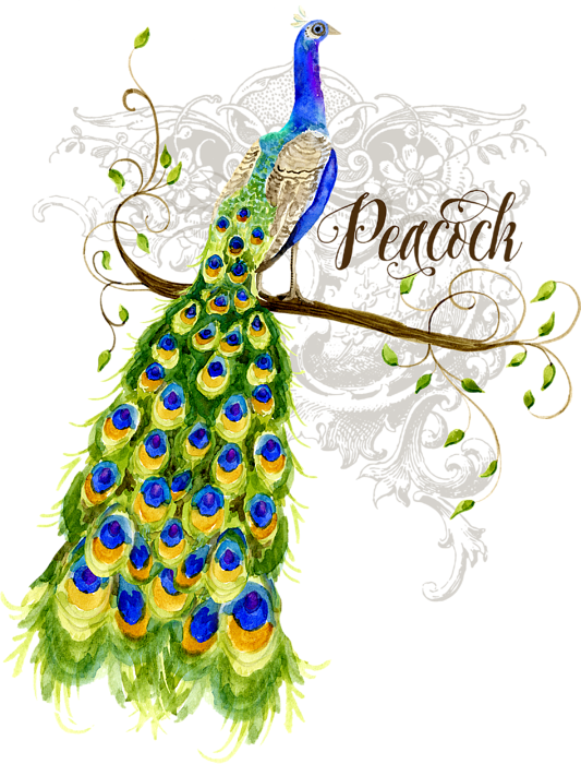 Bleed Area May Not Be Visible - Peacock On Tree Painting Clipart (533x700), Png Download