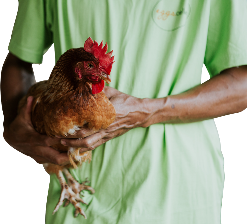 Happy Chickens - Rooster Clipart (989x753), Png Download