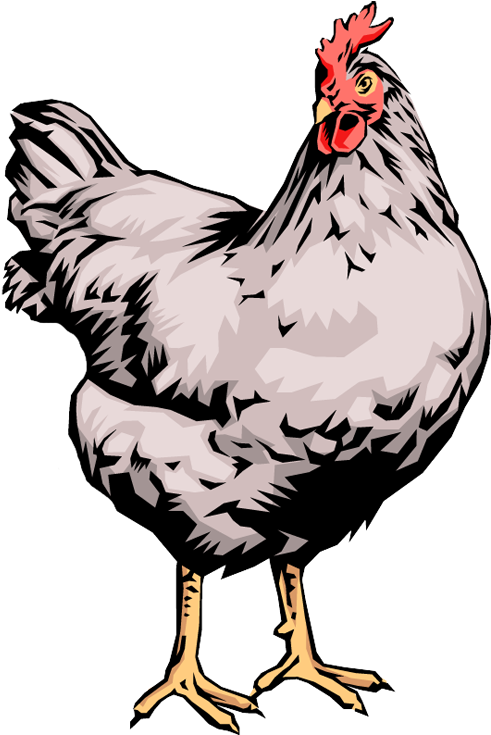 Quality Clip Art Of Animals That Live On A Farm - Chicken Live Clip Art - Png Download (508x750), Png Download