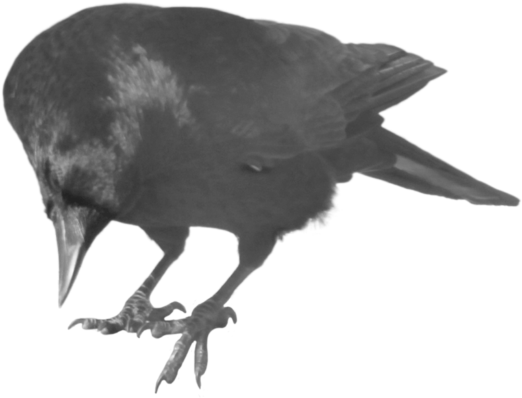 Crow Free Png Transparent Background Images Free Download - Crow Curious Clipart (900x675), Png Download