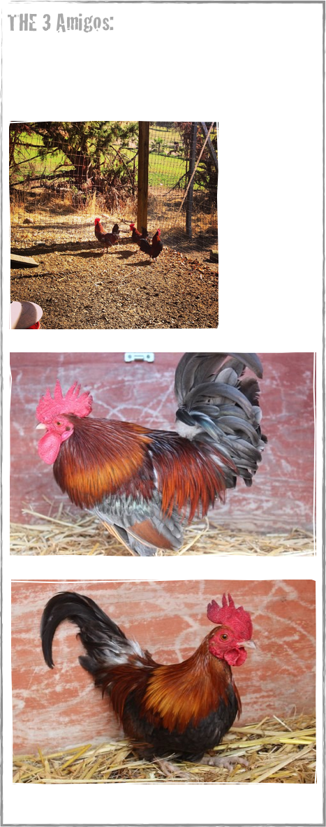 The 3 Amigos - Rooster Clipart (467x1183), Png Download