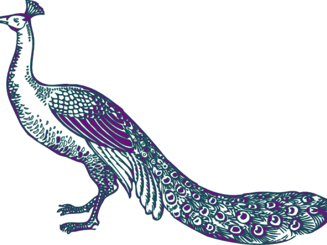Peacock Clip Art - Png Download (640x480), Png Download