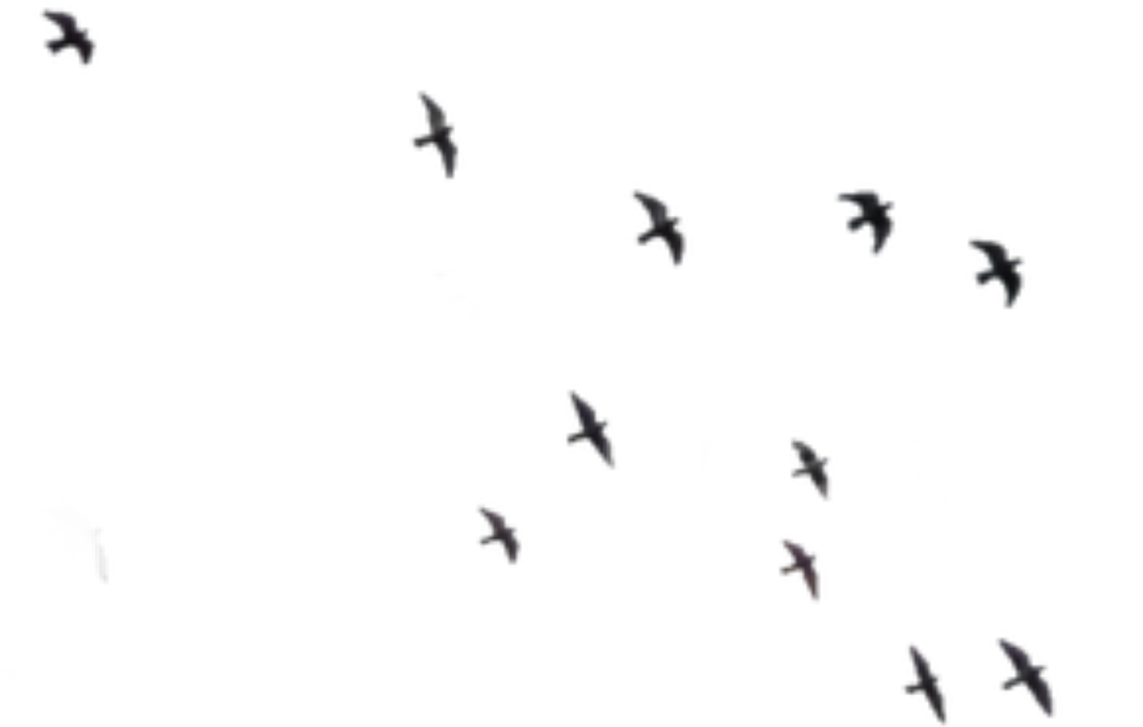 #ftestickers #birds #silhouette #animals #bird #animal Clipart (1024x647), Png Download