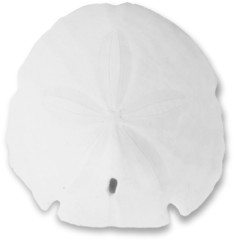 Png Black And White Transparent Ⓒ - Sand Dollar Clipart (1185x1171), Png Download