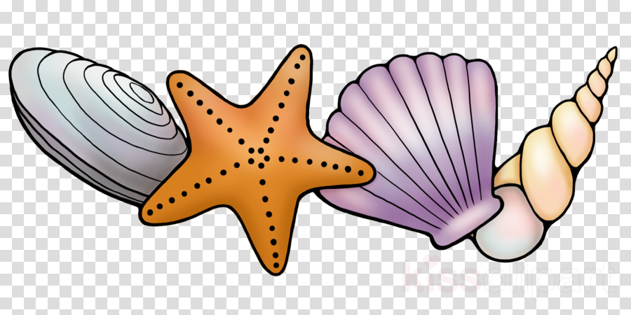Download Seashell Long Border Transparent Clipart Starfish - Png Download (900x450), Png Download