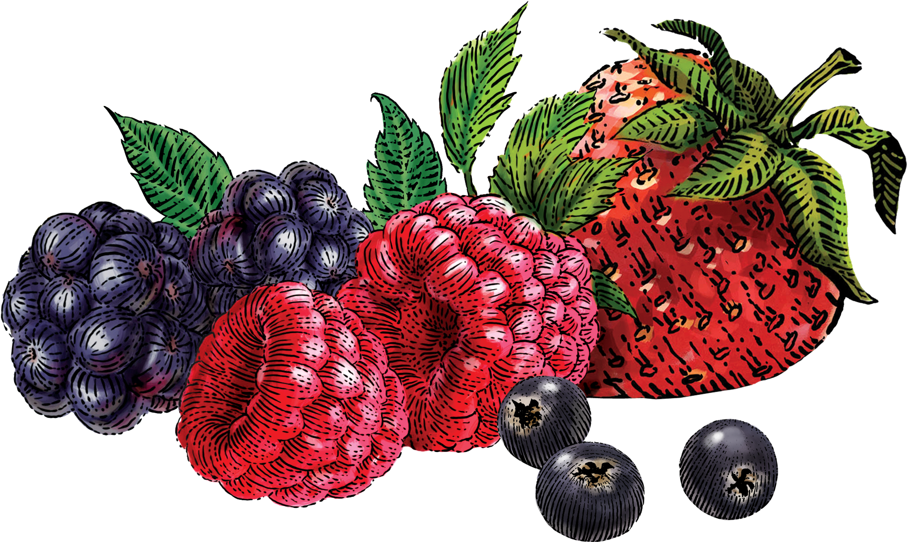 Berries Png - Mixed Berry Clipart (2721x1425), Png Download
