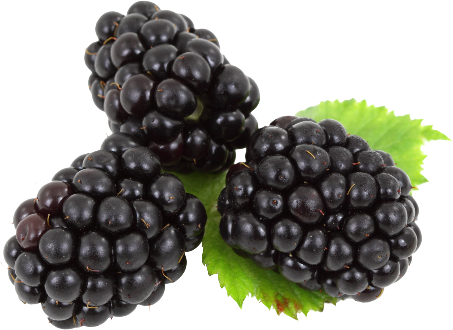 Blackberry With Leaves - Blackberries Png Clipart (1508x1127), Png Download