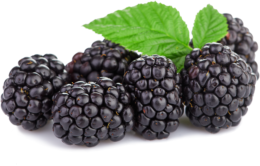 Triple Crown Blackberries - Transparent Boysenberry Png Clipart (1000x1000), Png Download