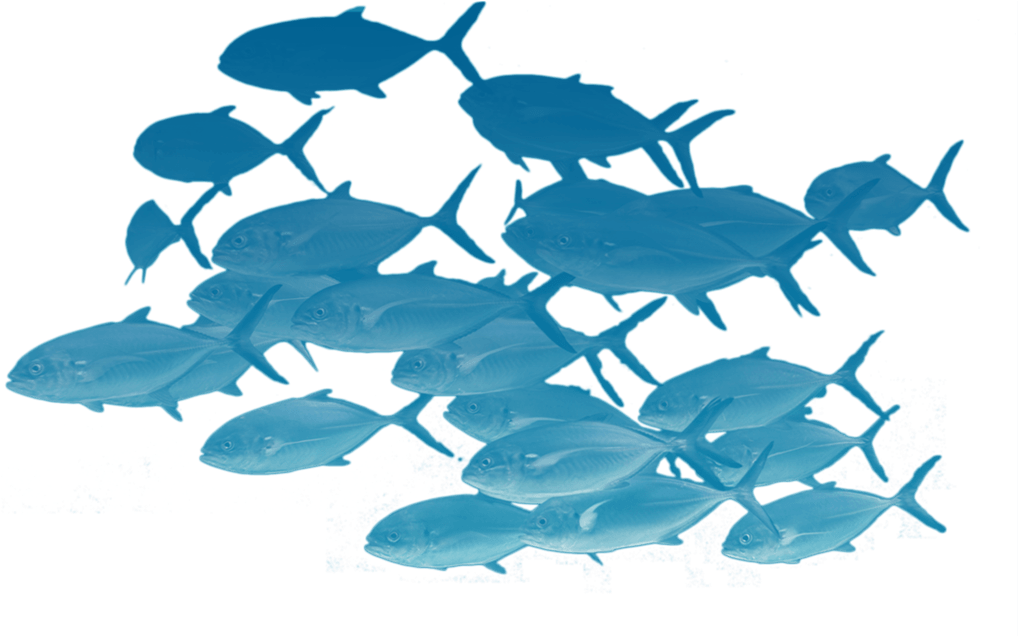 Read More › - Vector Fishes Png Clipart (1017x681), Png Download