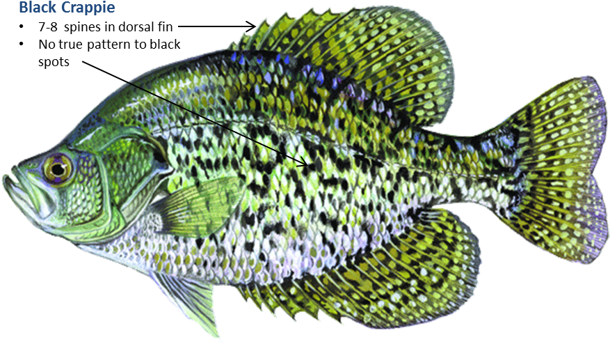 Fish In Oklahoma Clipart (938x535), Png Download