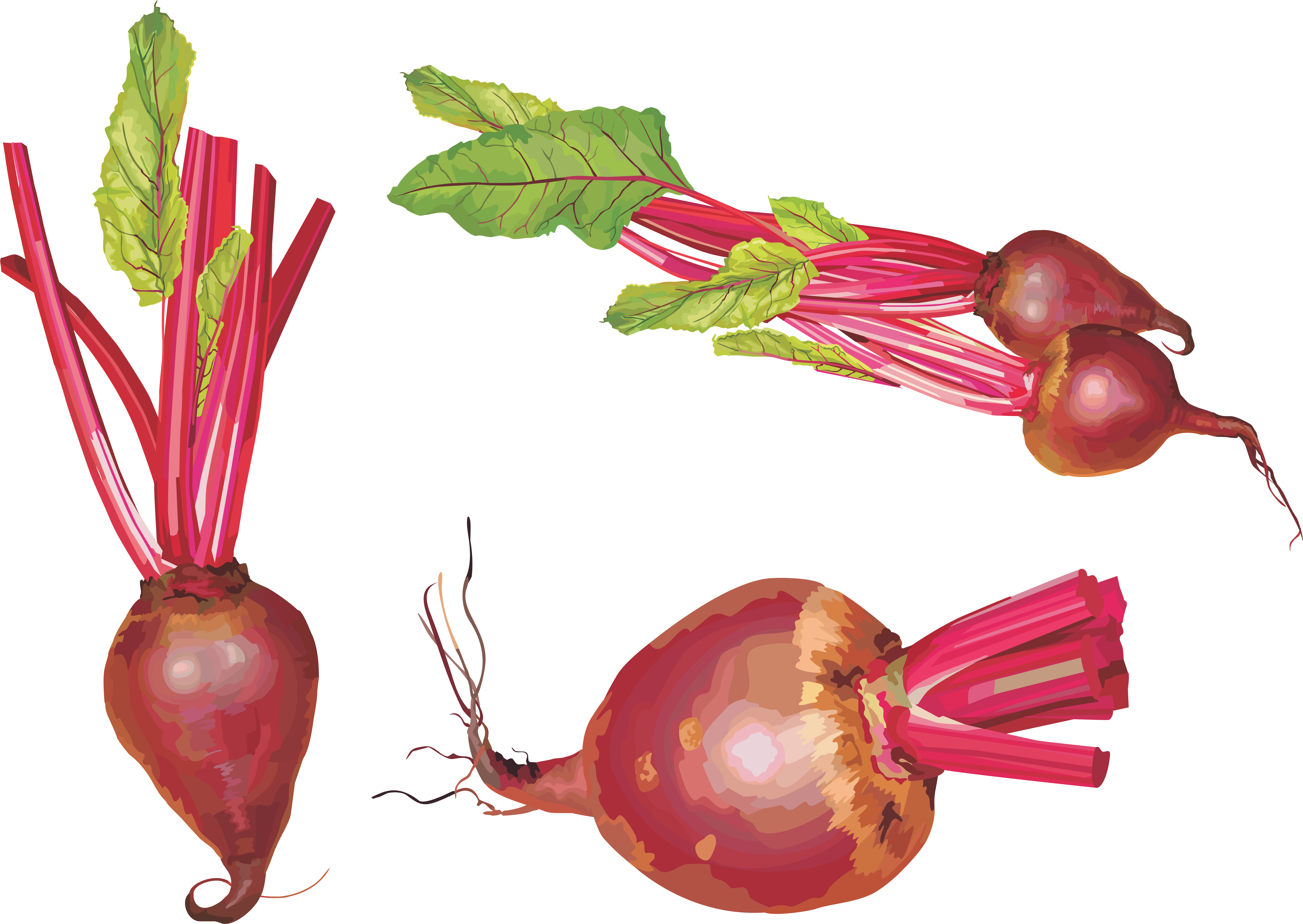 Beet Png Clipart (6126x4365), Png Download