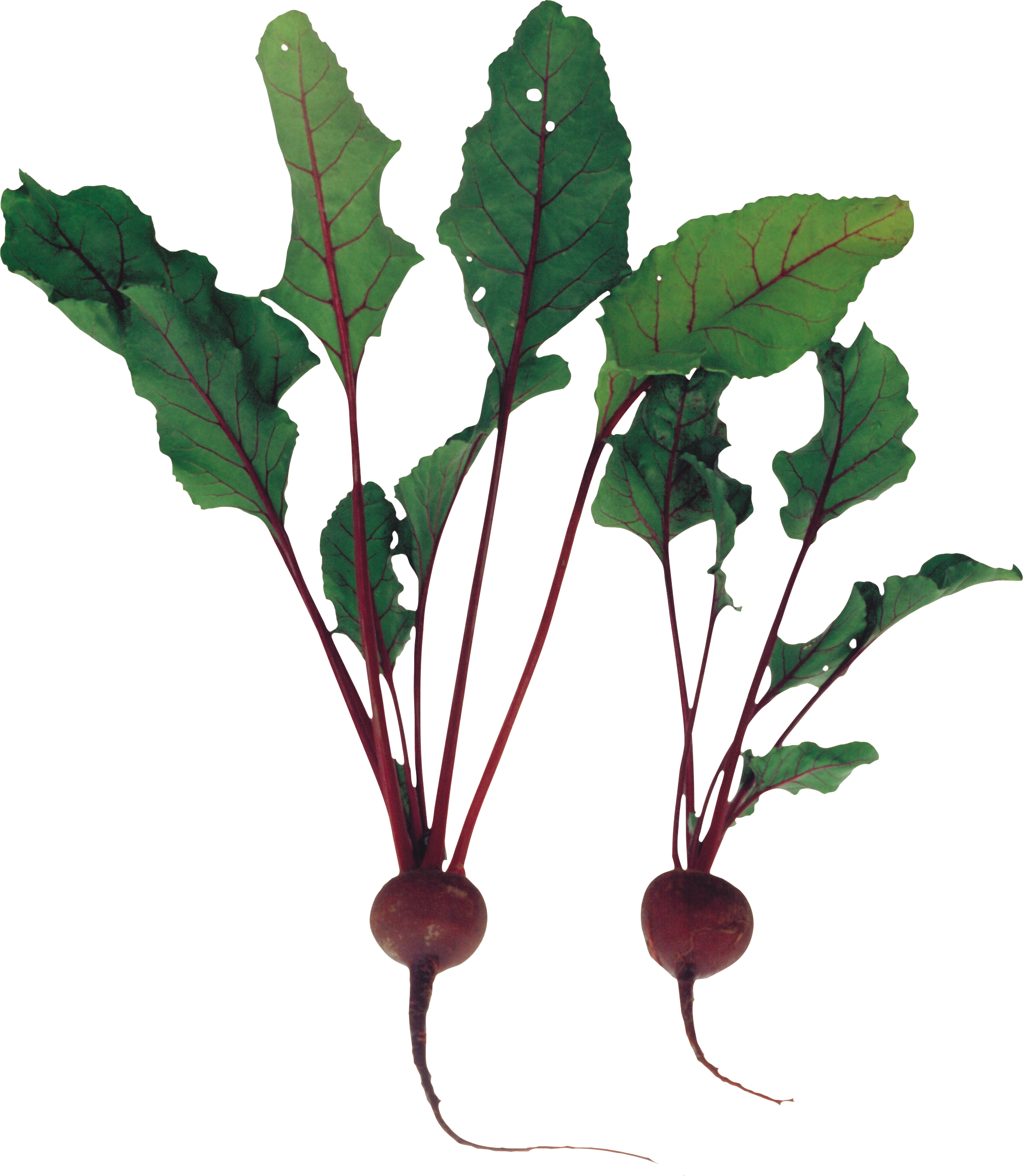 Beet Png - Beet Plant Png Clipart (2112x2427), Png Download