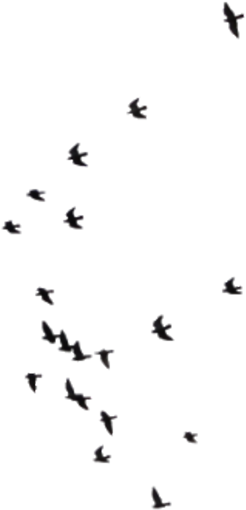 Birds Sticker - Flock Clipart (1024x1439), Png Download