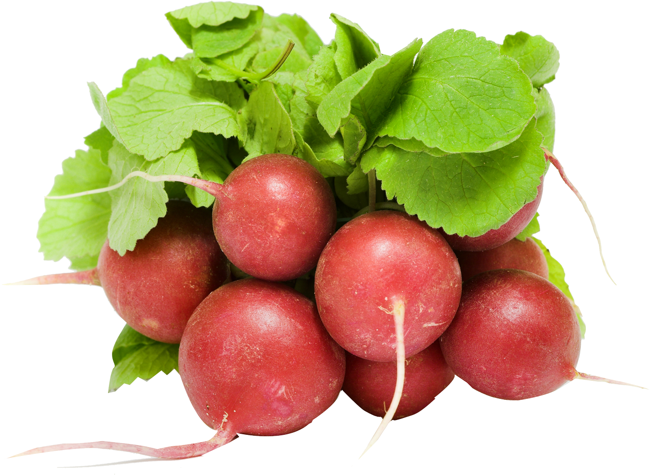 Fresh Radish Png Image - Red Radish Png Clipart (1509x1122), Png Download