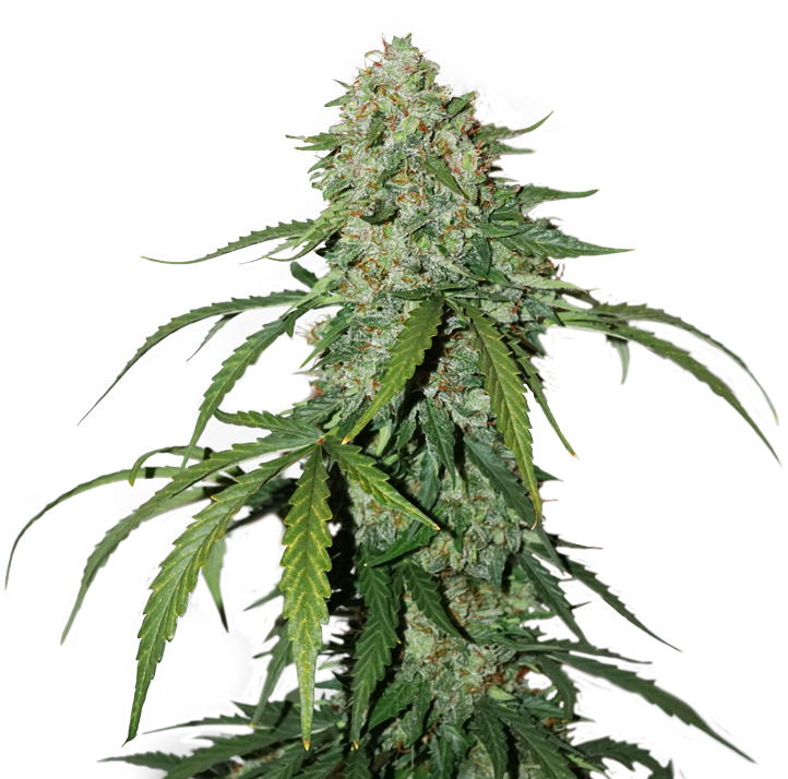 Previous - Next - Best Cbd Seeds Clipart (800x727), Png Download
