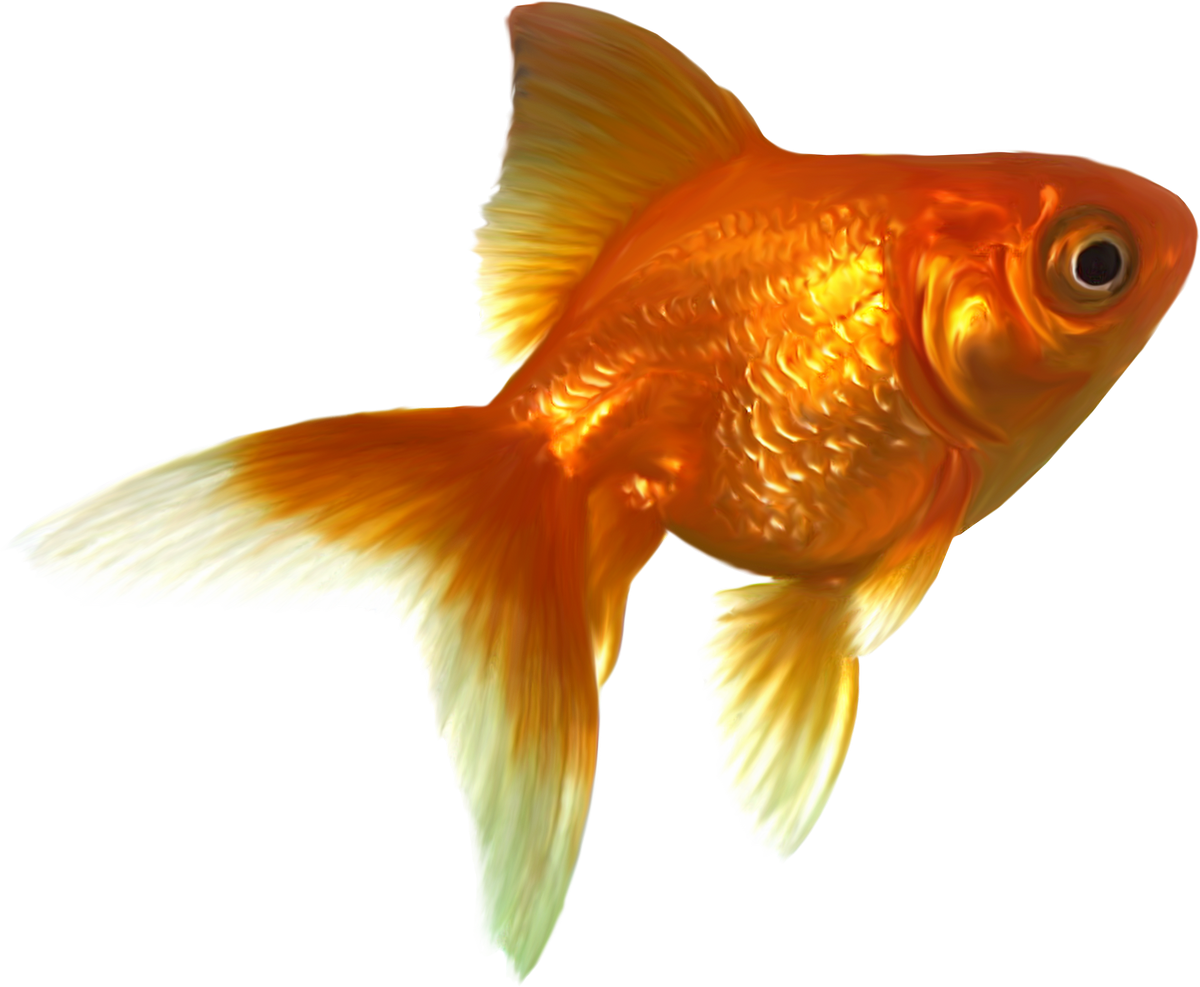 Balık Png Clipart (1200x987), Png Download