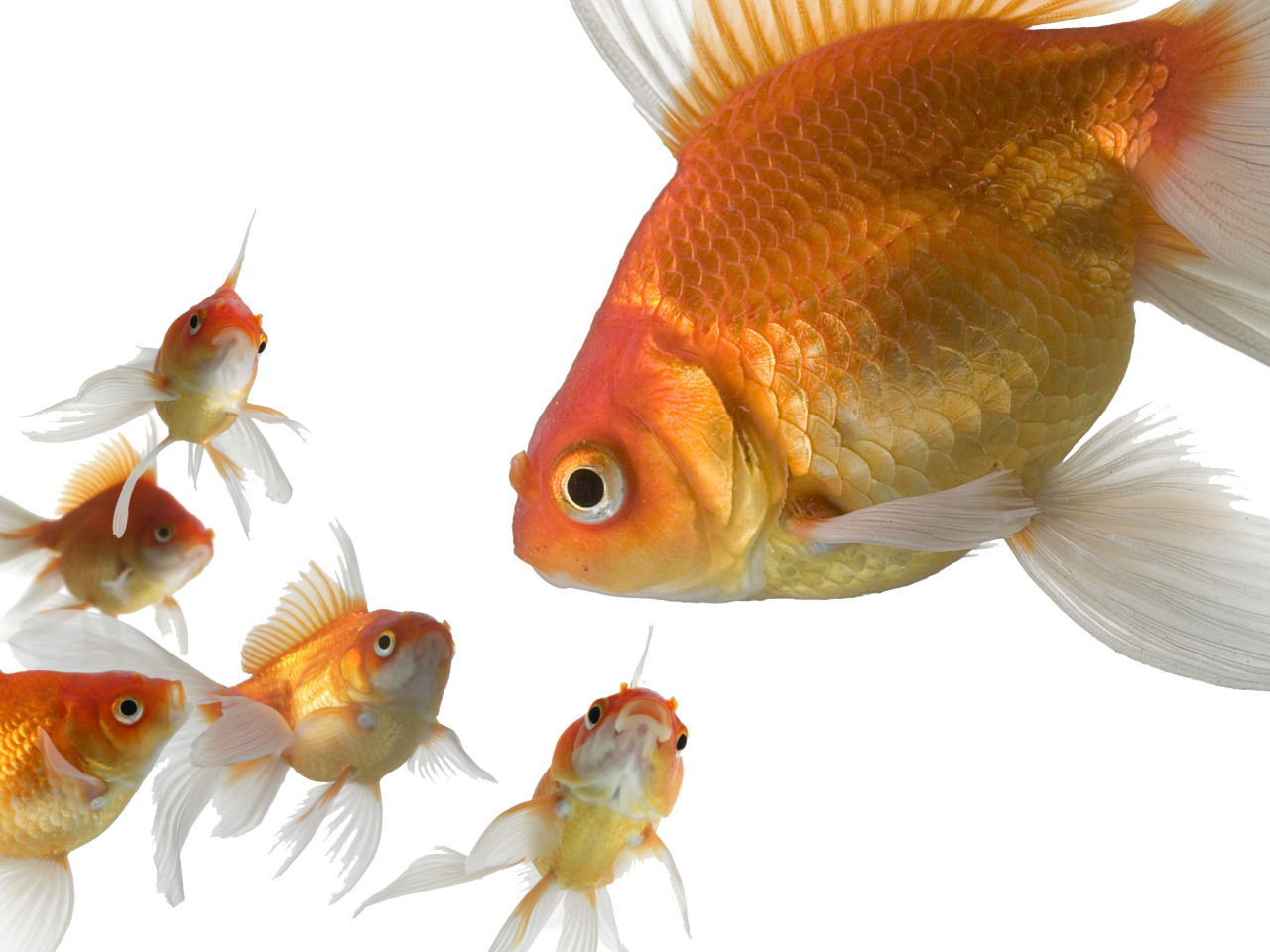Transparent Gold Fish Clipart (1280x960), Png Download