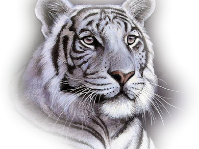 White Tiger Face Throw Blanket , Png Download Clipart (640x480), Png Download