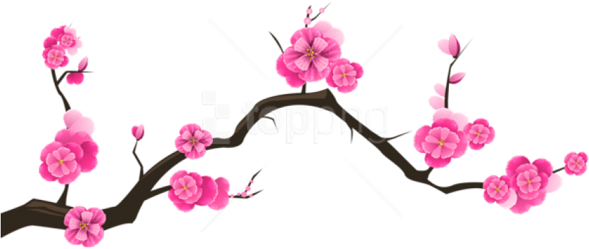 Free Png Download Sakura Branch Transparent Png Images - Transparent Background Cherry Blossom Clip Art (850x370), Png Download
