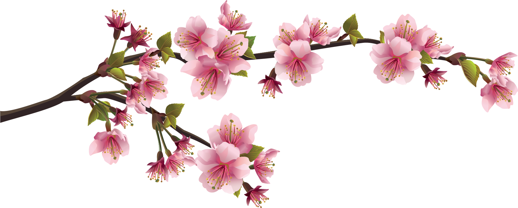 Download Vector Bunga Sakura Png Clipart Png Download - PikPng