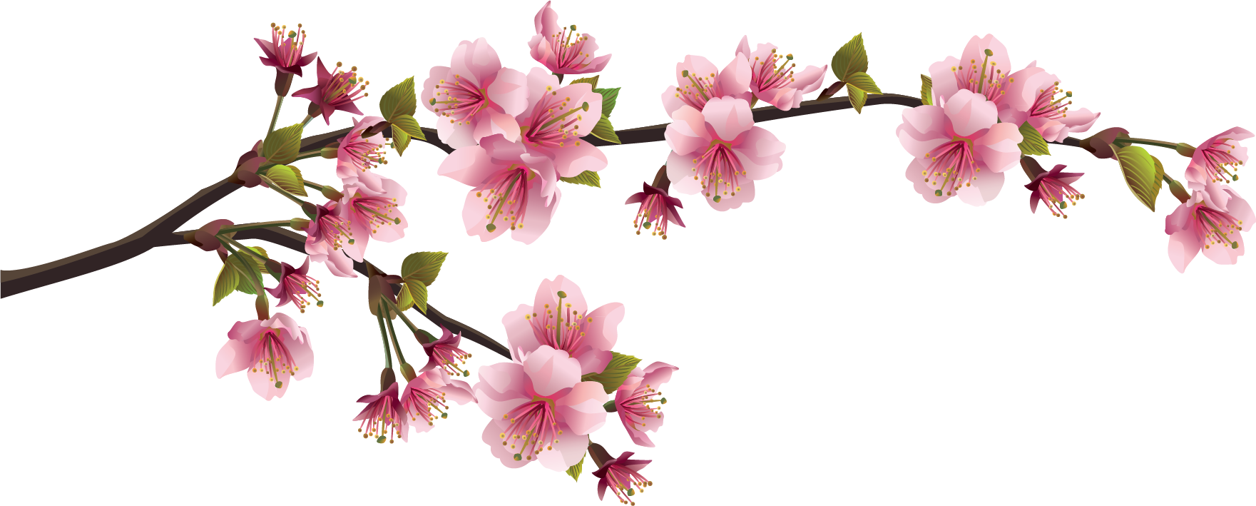 Vector Bunga Sakura Png Clipart (1761x709), Png Download