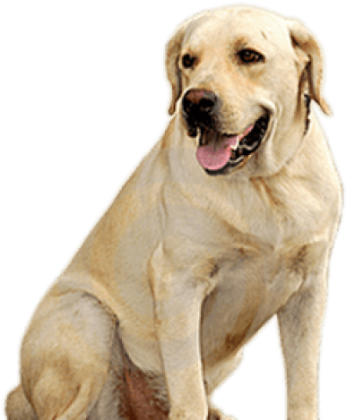 Golden Retriever Clipart Transparent - Dog Png Hd (640x480), Png Download