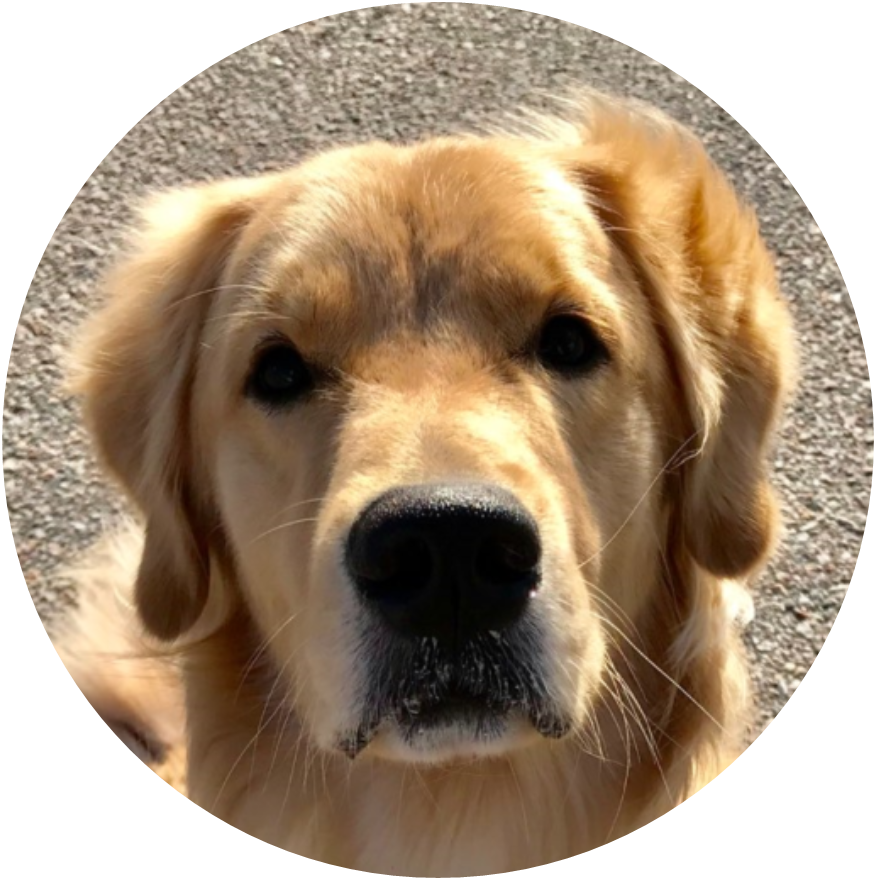 Cooper Golden Retriever - Golden Retriever Clipart (876x880), Png Download