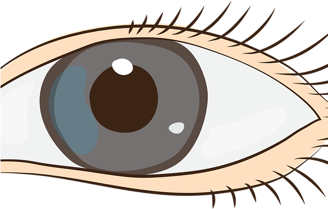 Brown Eyes Clipart Human Eye - Sight Clipart Png Transparent Png (640x480), Png Download