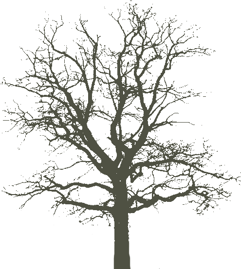 Best Photos Of Tree Cut Out Paper - Henry Fox Talbot Tree Clipart (524x587), Png Download