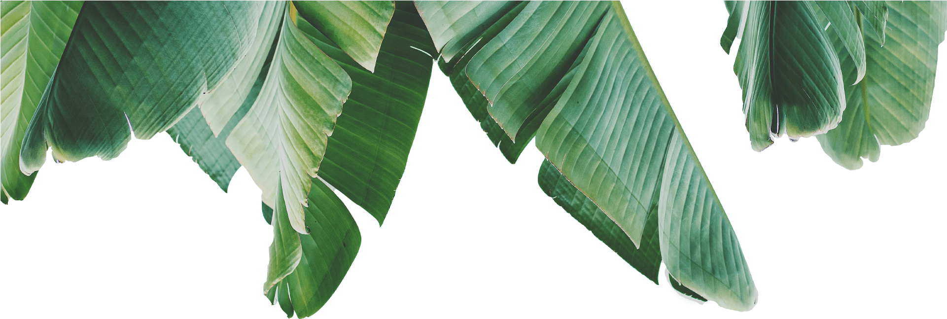 Tree Clipart (1920x1500), Png Download